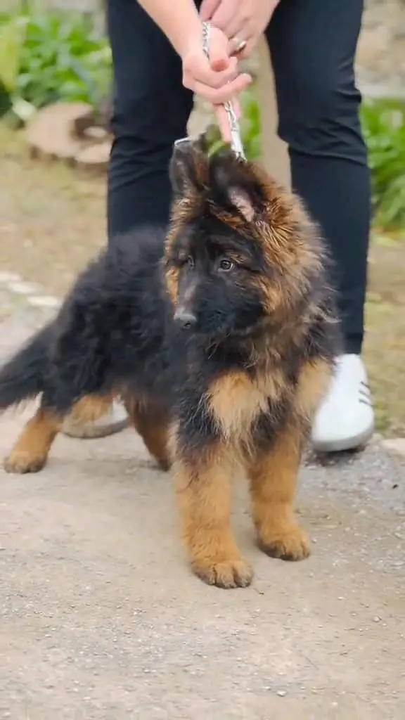 (German- shepherd) (puppies) (argent for sale) Whatsapp 03401430037 — photo 2