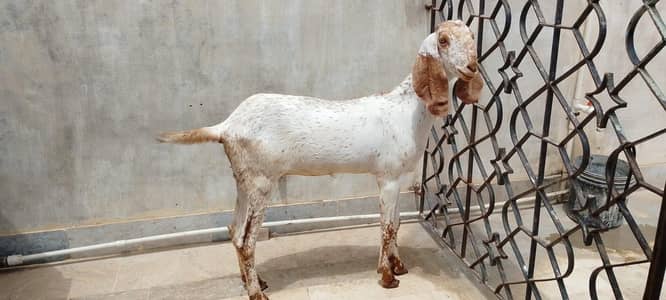 makachini bakri for sale