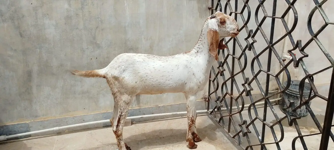 makachini bakri for sale — photo 2