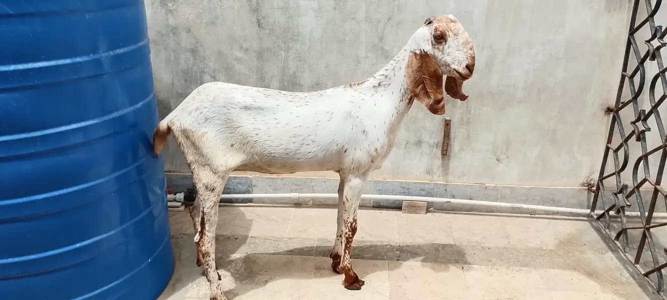 makachini bakri for sale — photo 3