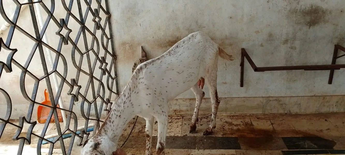 makachini bakri for sale — photo 4