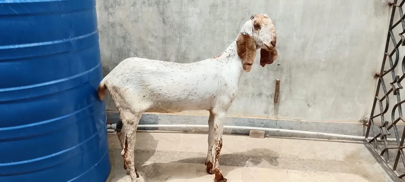 makachini bakri for sale — photo 5