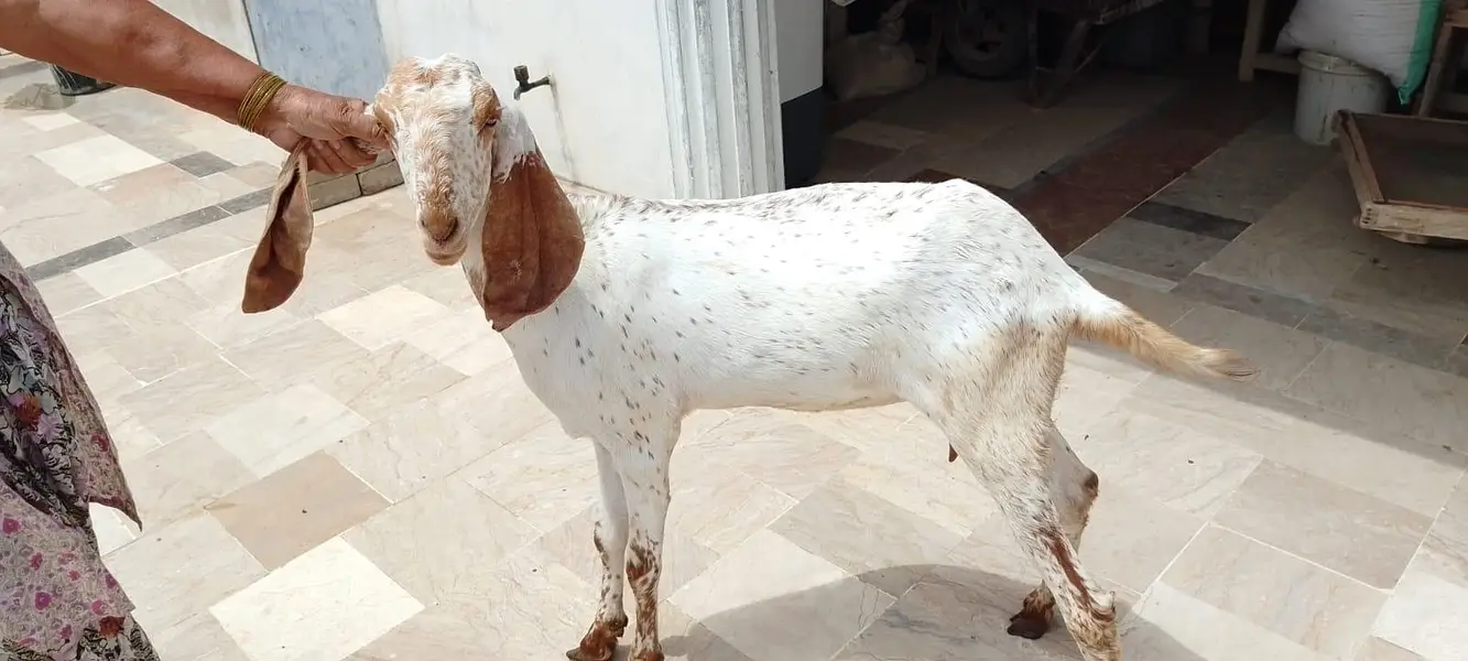 makachini bakri for sale — photo 6