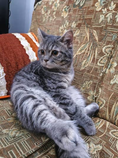 persian male cats for adoption