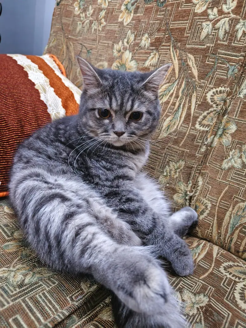 persian male cats for adoption — photo 2