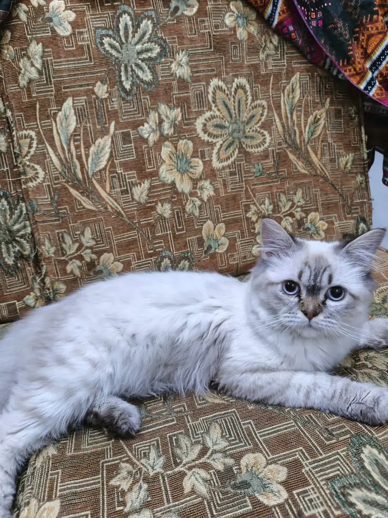persian male cats for adoption — photo 3