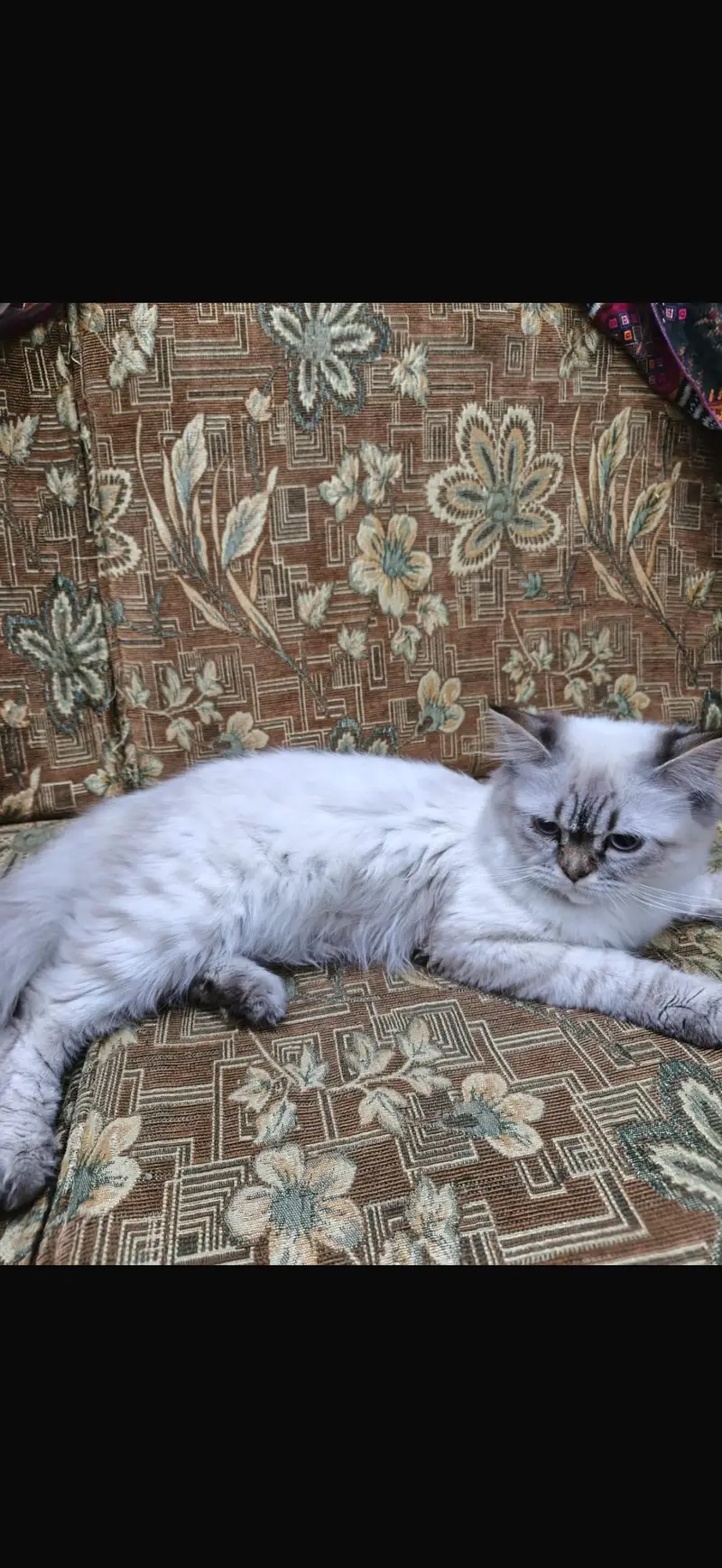 persian male cats for adoption — photo 4
