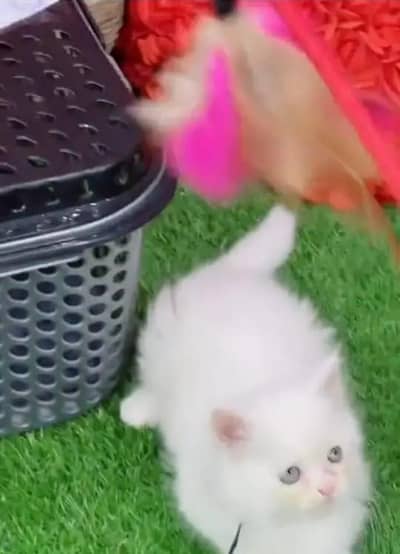 (Persian female kitten) (for sale all) (Pakistan delivery available)