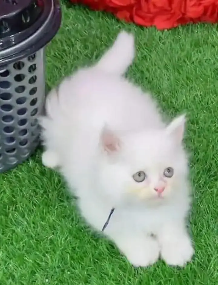 (Persian female kitten) (for sale all) (Pakistan delivery available) — photo 2