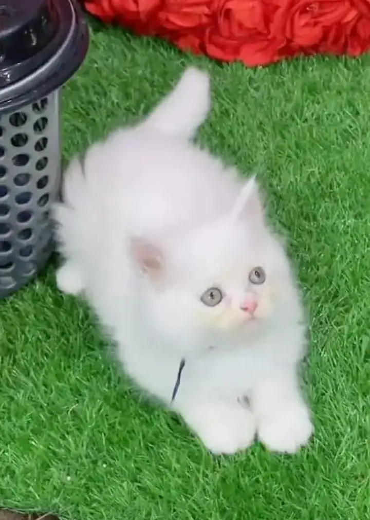 (Persian female kitten) (for sale all) (Pakistan delivery available) — photo 3