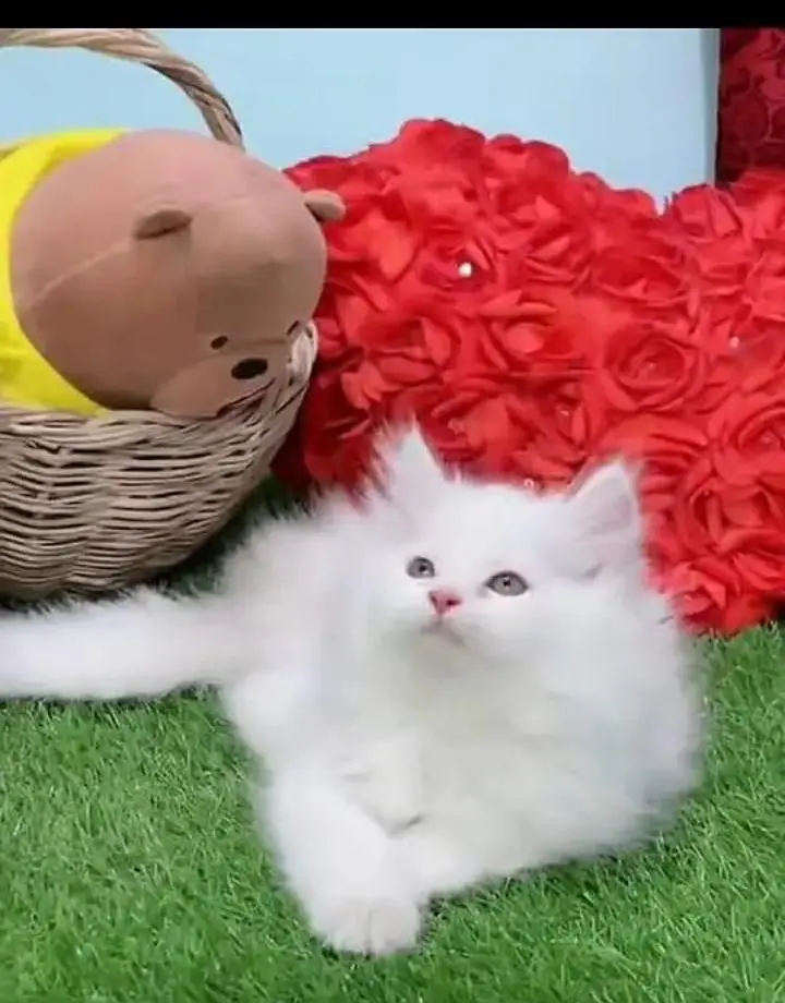 (Persian female kitten) (for sale all) (Pakistan delivery available) — photo 6