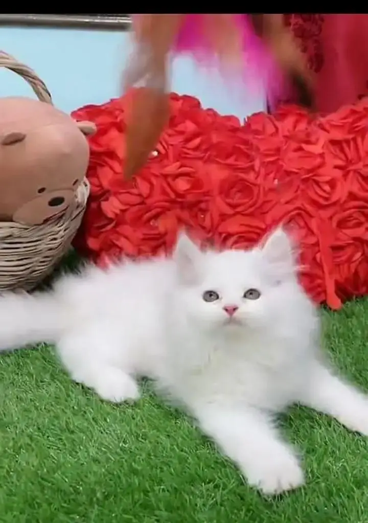 (Persian female kitten) (for sale all) (Pakistan delivery available) — photo 7