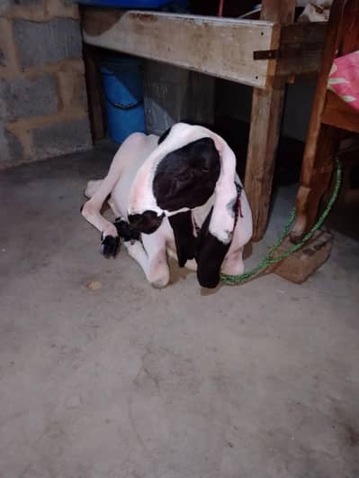 dumba for sale