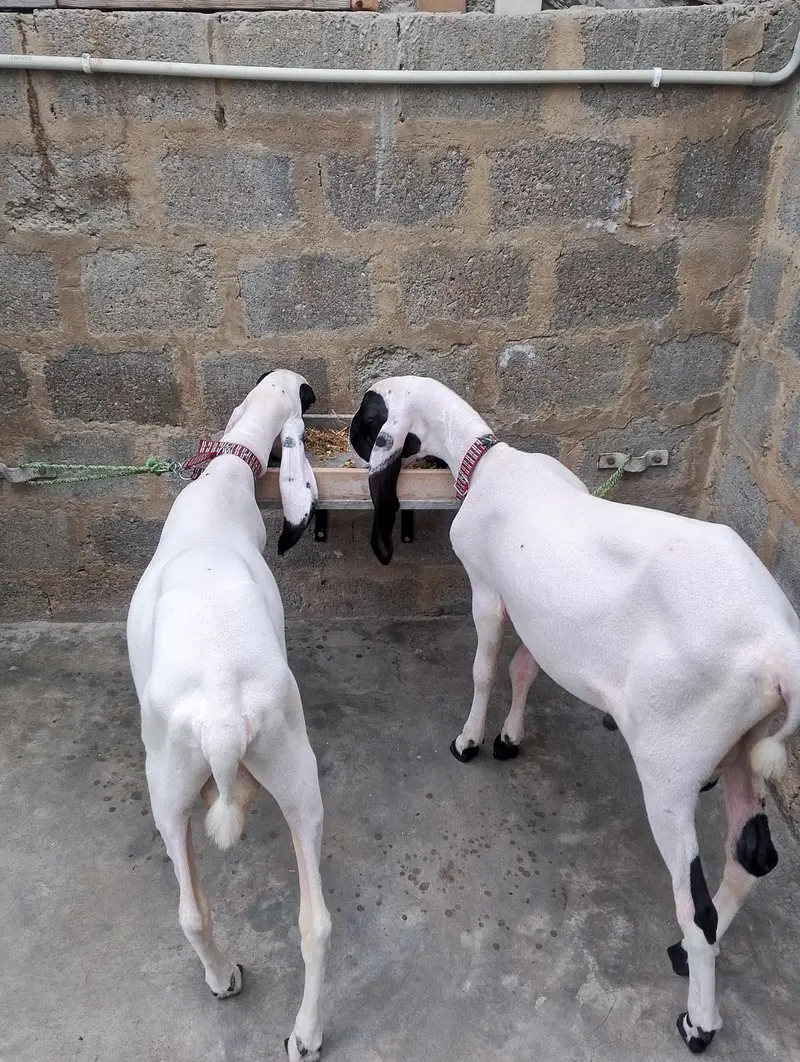 dumba for sale — photo 4