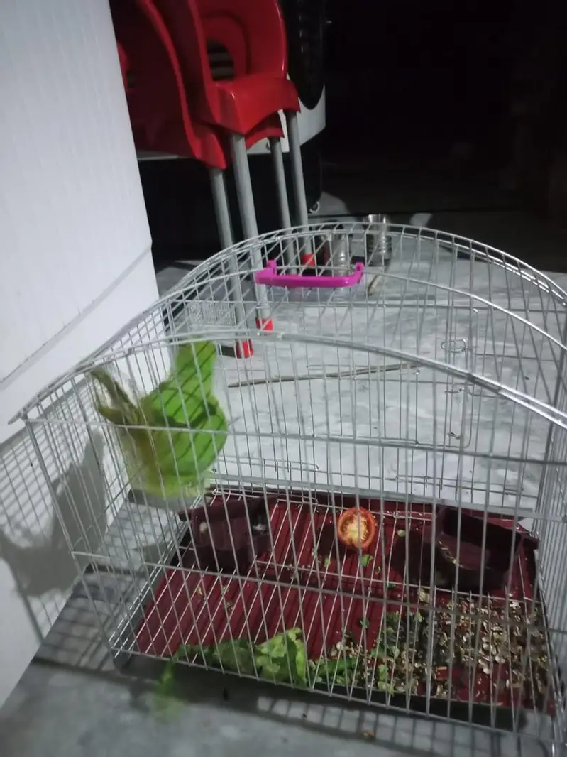 green parrot healthy and active 03101878130 — photo 4