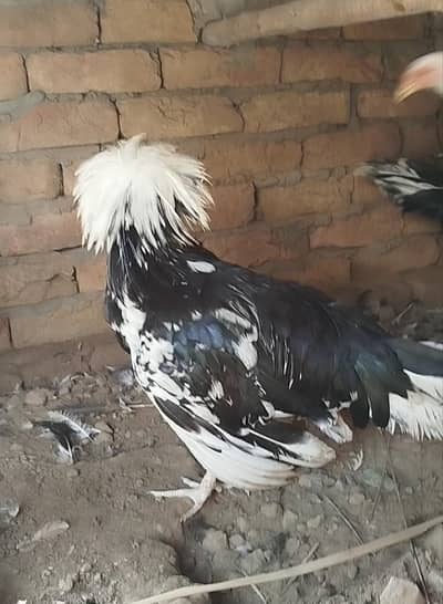 Polish Hen for sale