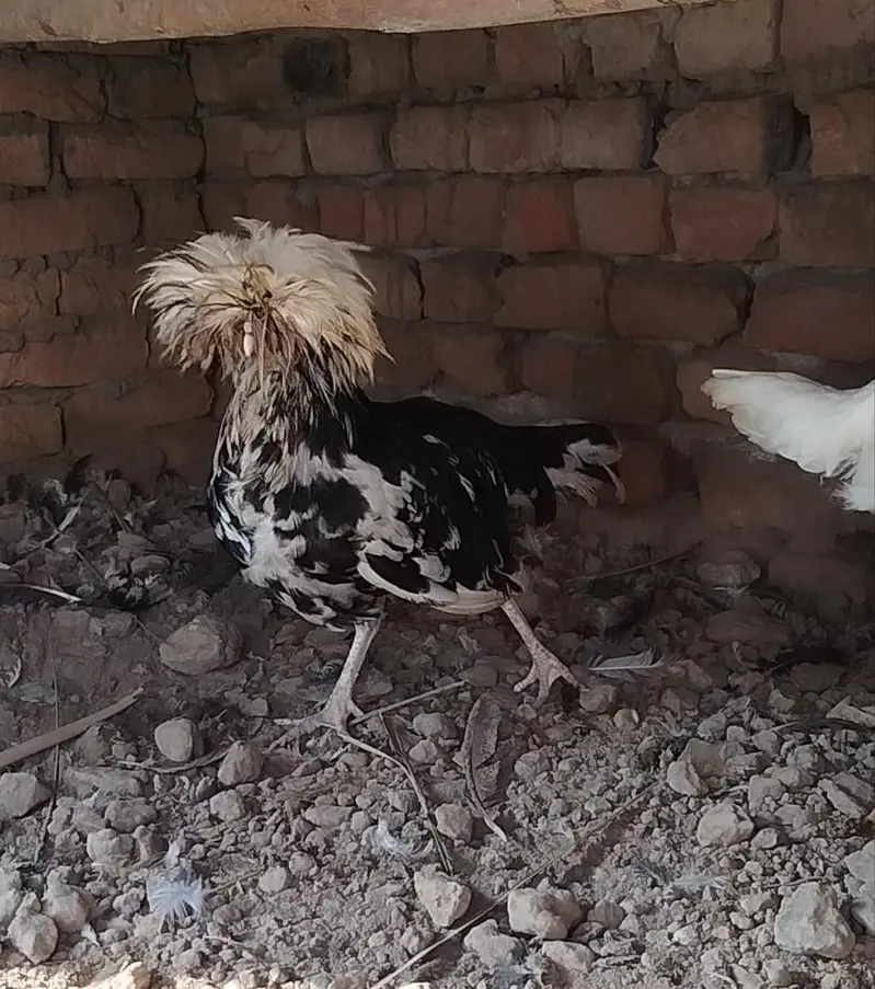 Polish Hen for sale — photo 2
