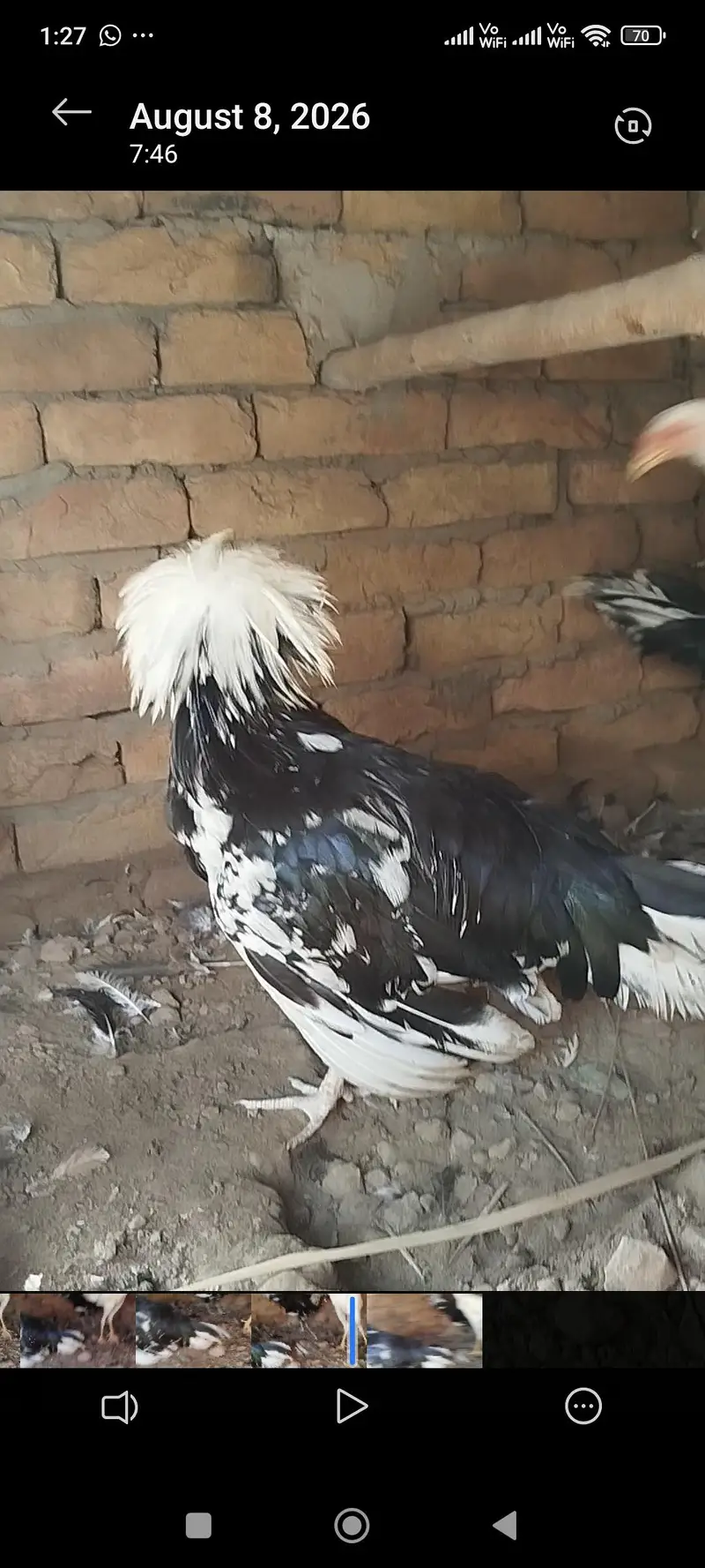 Polish Hen for sale — photo 4