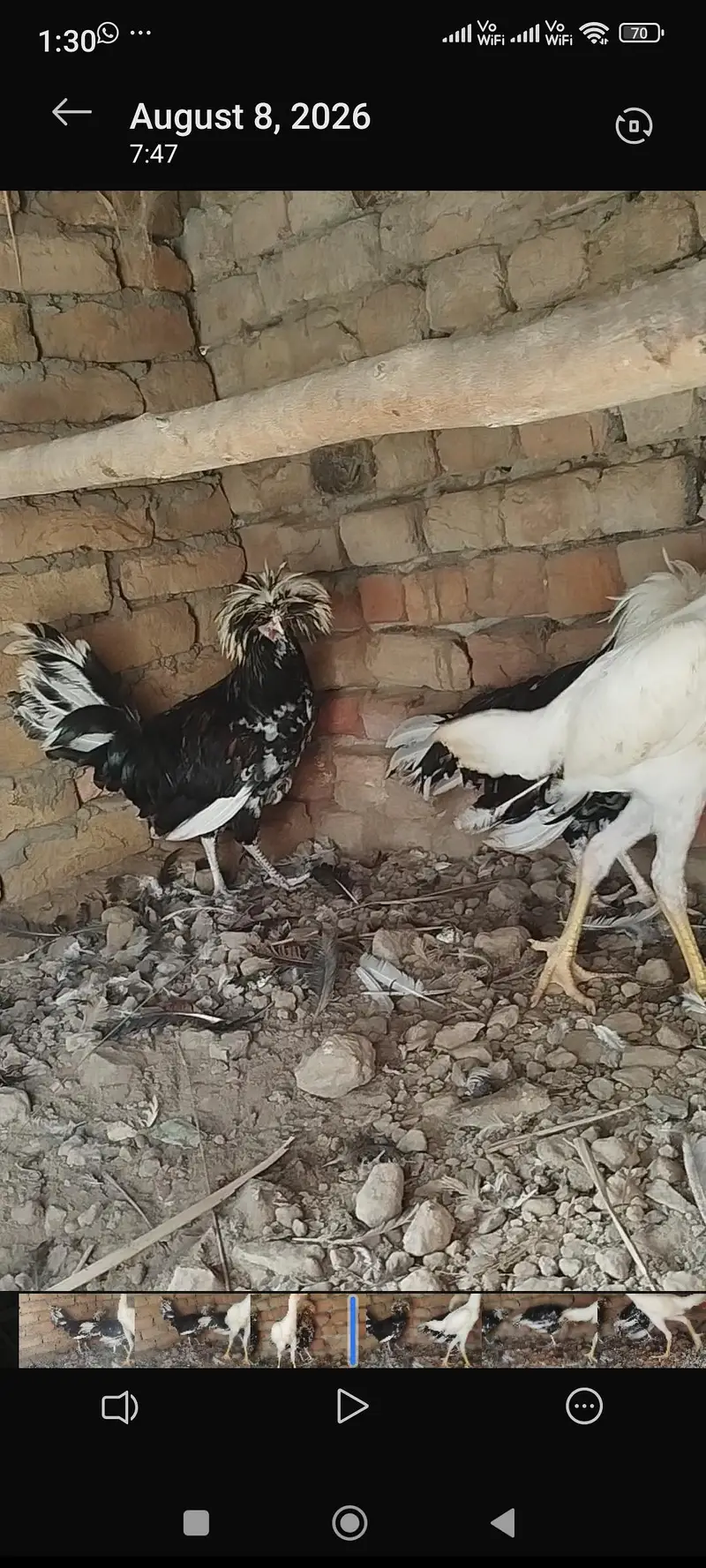 Polish Hen for sale — photo 5
