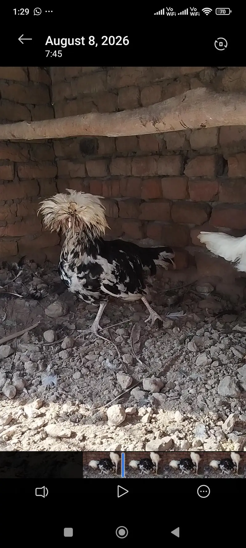 Polish Hen for sale — photo 6