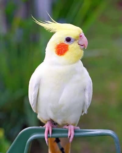 Cocktail parrot
