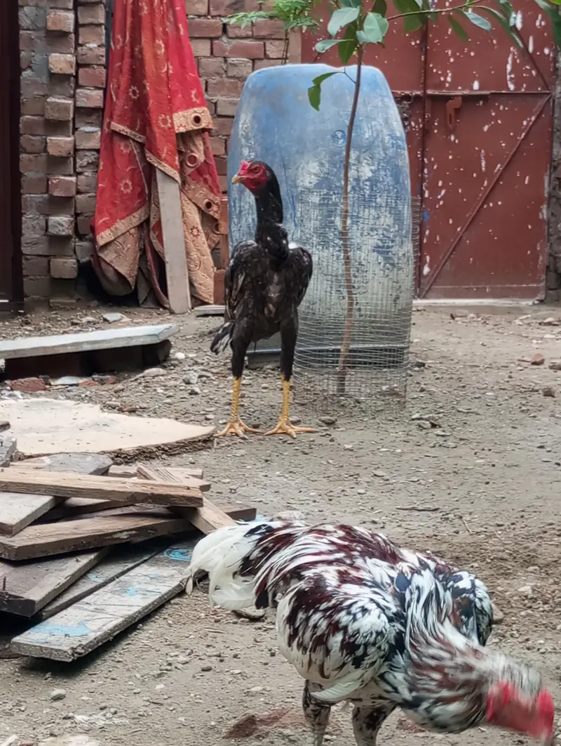 1 Mianwali patha aur 1 thai cross patha ha — photo 2