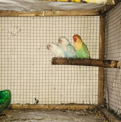 Healthy Active birds available