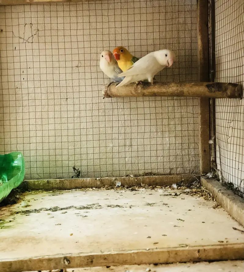 Healthy Active birds available — photo 2