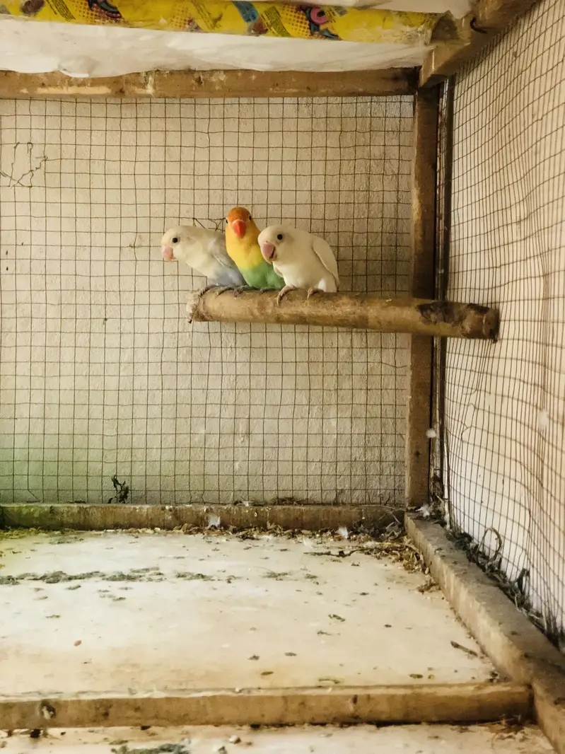 Healthy Active birds available — photo 3