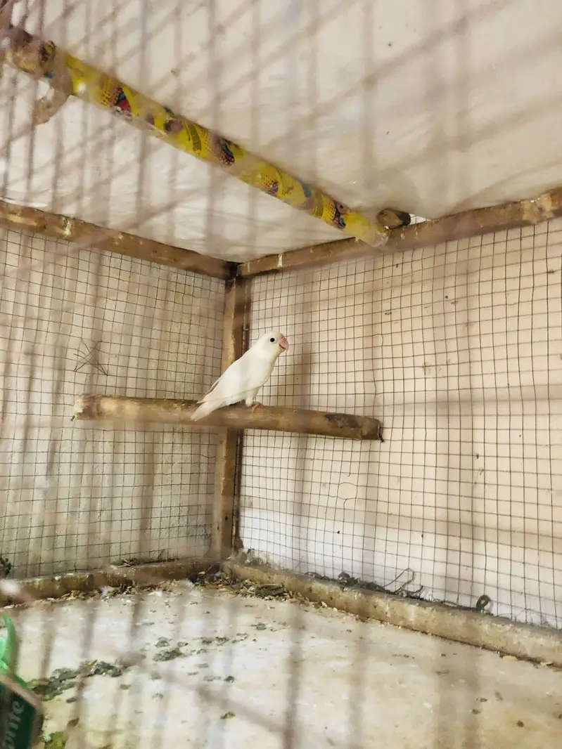 Healthy Active birds available — photo 4