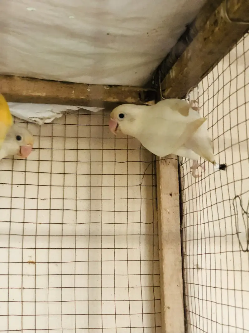 Healthy Active birds available — photo 5