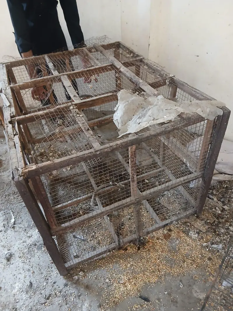 Hen Cage — photo 4