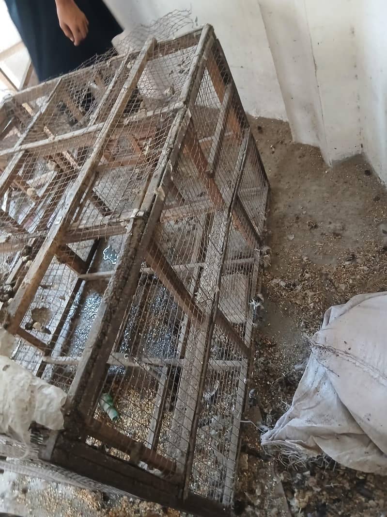 Hen Cage 6