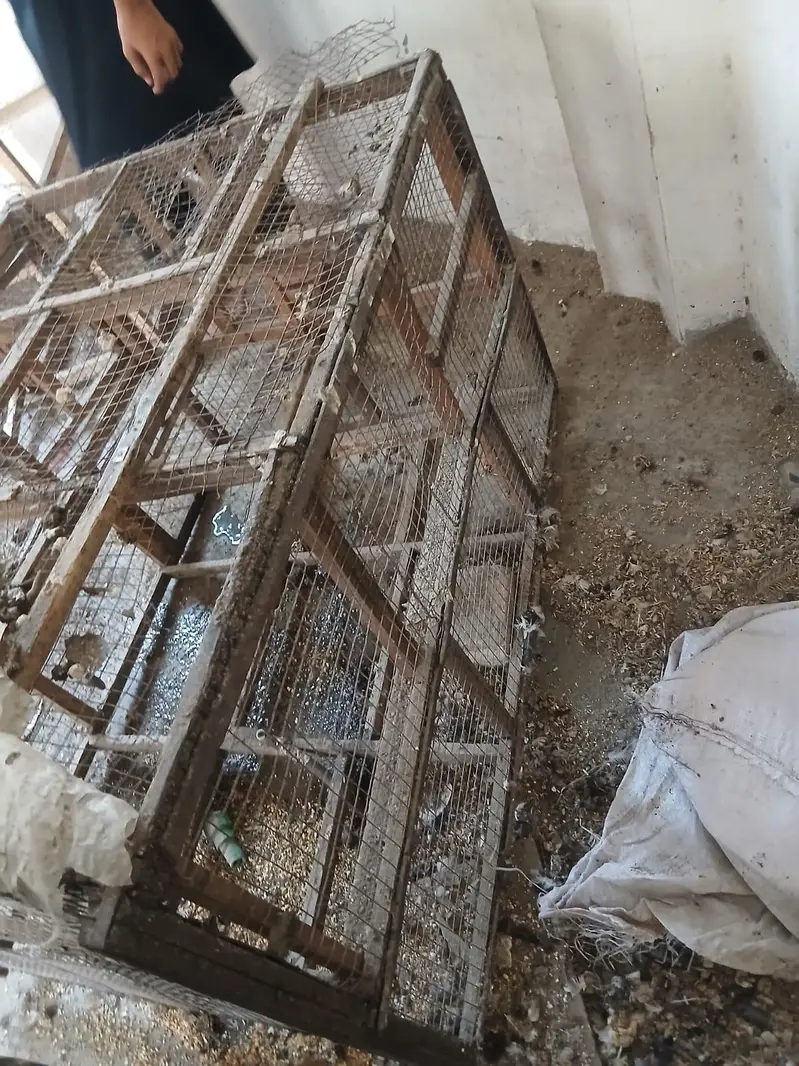 Hen Cage — photo 7