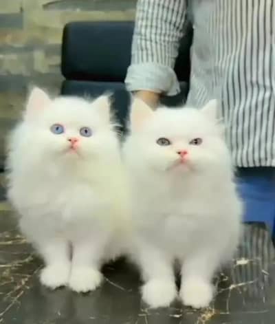 (Persian female kitten) (for sale all) (Pakistan delivery available)