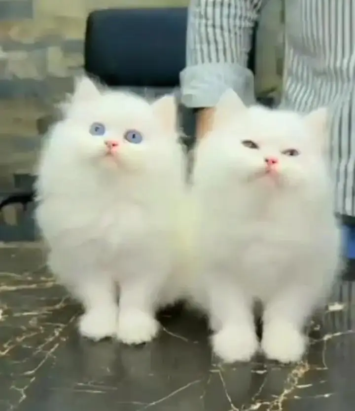 (Persian female kitten) (for sale all) (Pakistan delivery available) — photo 2