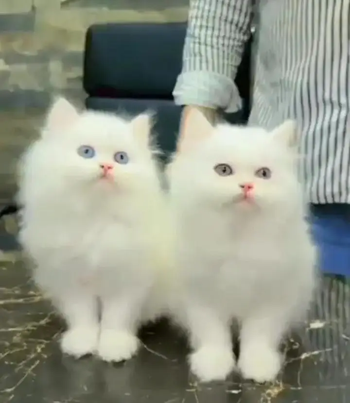 (Persian female kitten) (for sale all) (Pakistan delivery available) — photo 3