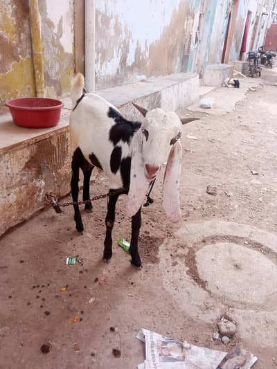 Bohot hi piyare jori he Masha Allah palne wali