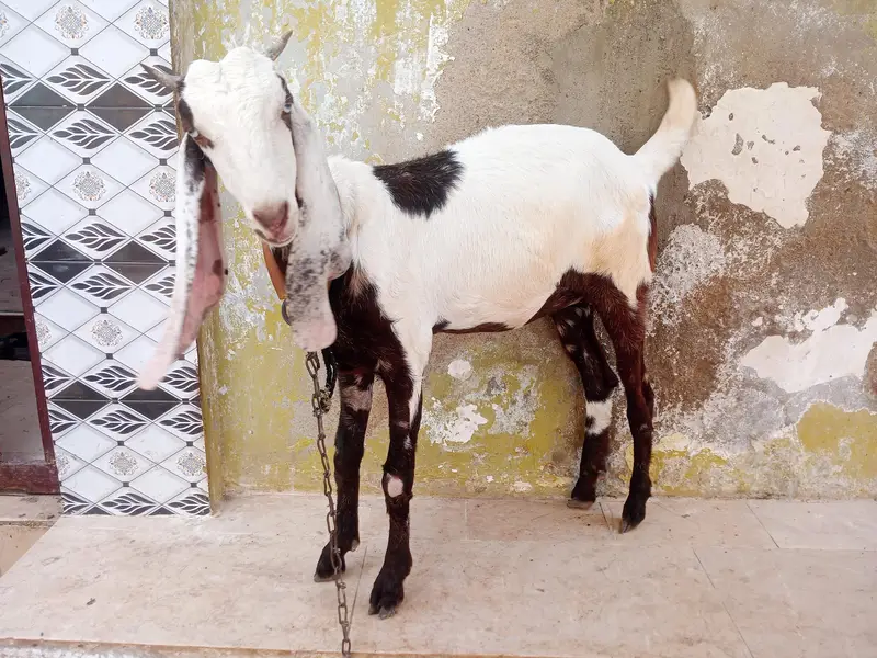Panjab nasal Bohot hi piyare jori he Masha Allah palne wali — photo 2