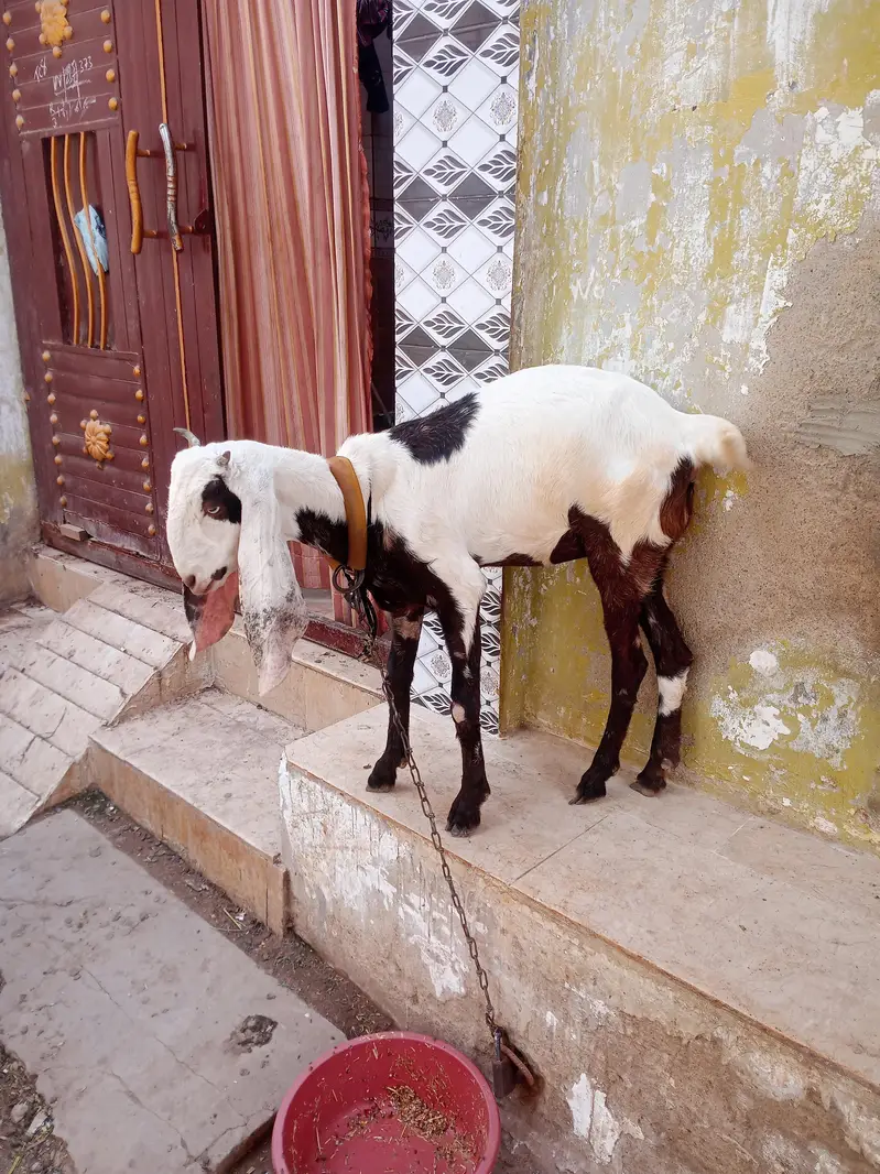 Panjab nasal Bohot hi piyare jori he Masha Allah palne wali — photo 3