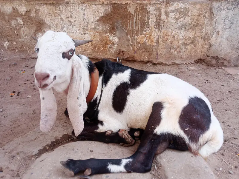 Panjab nasal Bohot hi piyare jori he Masha Allah palne wali — photo 4