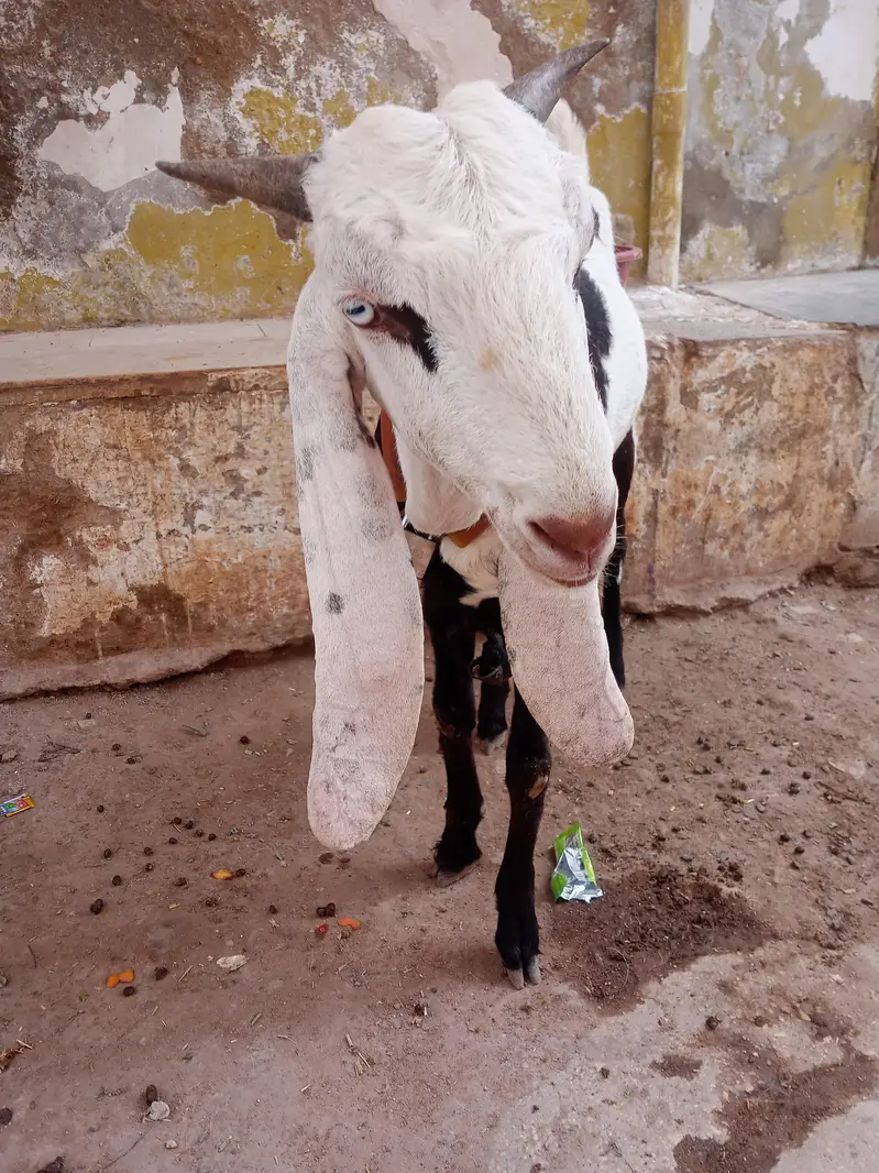 Panjab nasal Bohot hi piyare jori he Masha Allah palne wali — photo 5