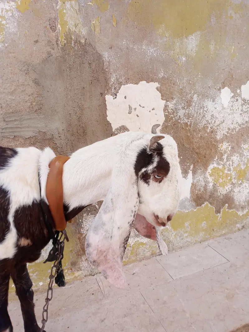 Panjab nasal Bohot hi piyare jori he Masha Allah palne wali — photo 6