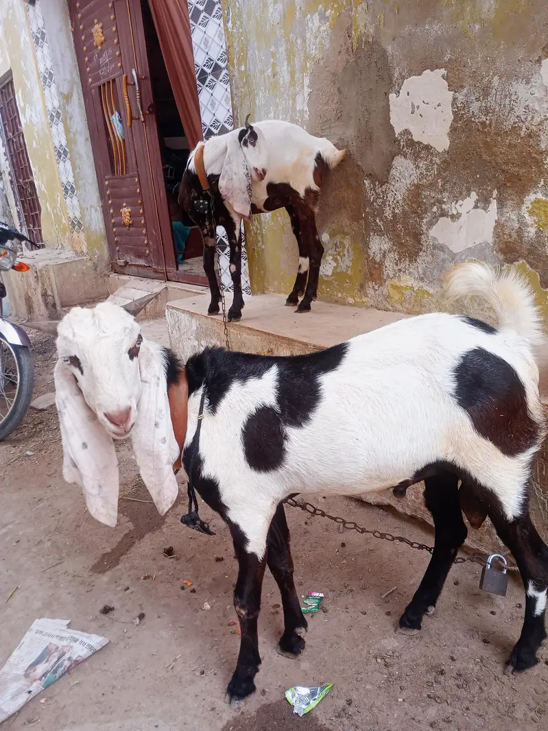 Panjab nasal Bohot hi piyare jori he Masha Allah palne wali — photo 7