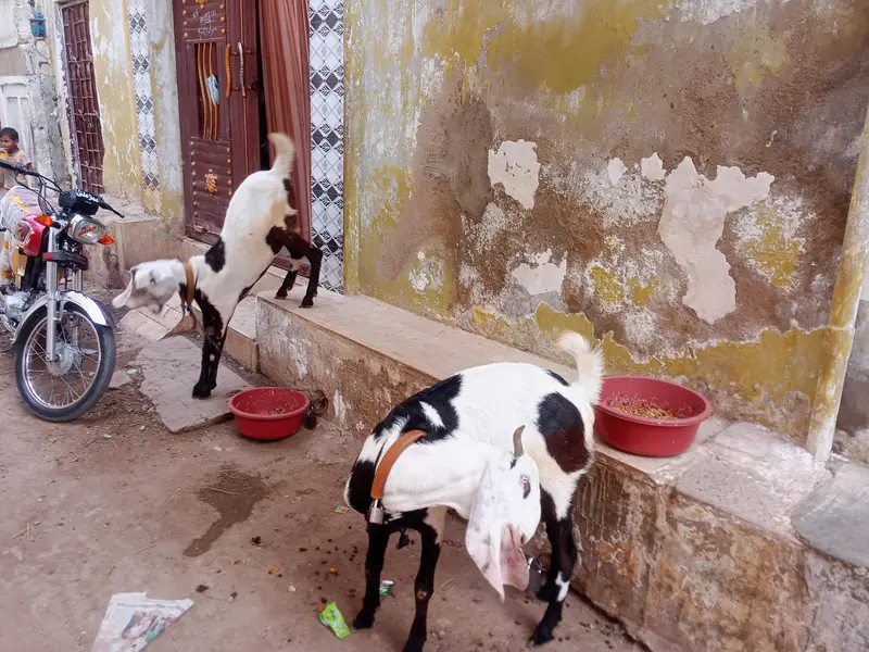 Panjab nasal Bohot hi piyare jori he Masha Allah palne wali — photo 8