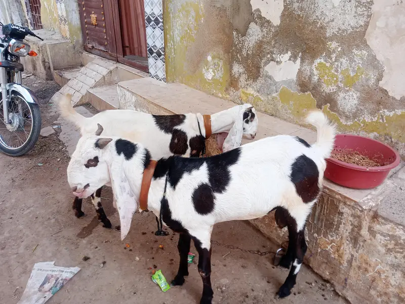 Panjab nasal Bohot hi piyare jori he Masha Allah palne wali — photo 9