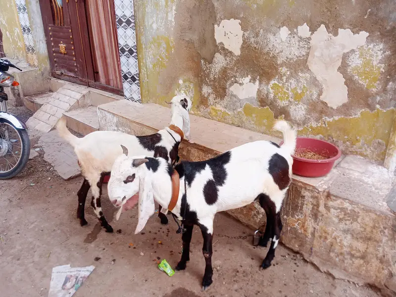 Panjab nasal Bohot hi piyare jori he Masha Allah palne wali — photo 10