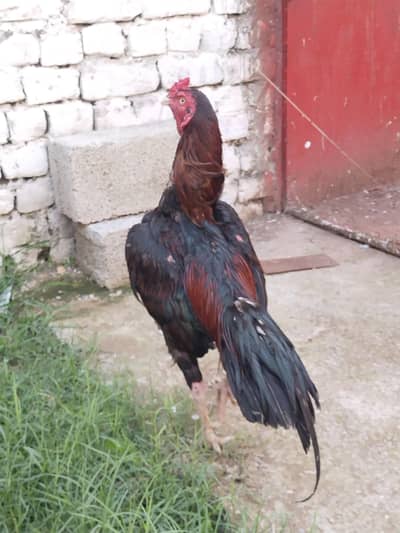 lakha