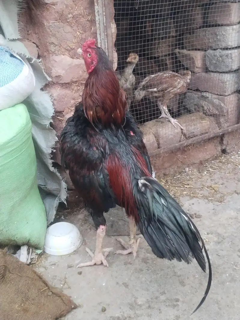 lakha — photo 3