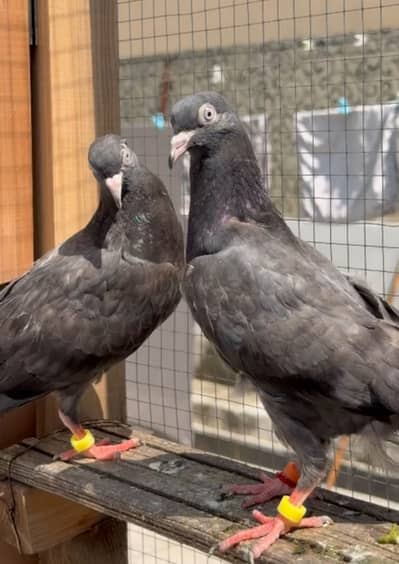 Black teddy pigeon